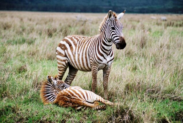 8 Days Ol Pejeta, Naivasha (Crescent Island), Maasai Mara, Lake Nakuru & Amboseli Safari