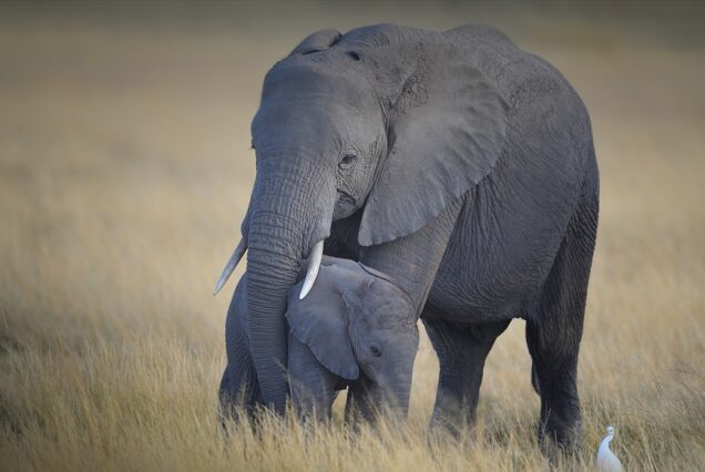 5-Day Maasai Mara & Lake Naivasha Private Safari – A Journey to the Heart of Nature