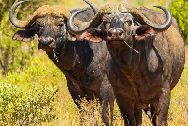 5-Day Maasai Mara & Lake Naivasha Private Safari – A Journey to the Heart of Nature