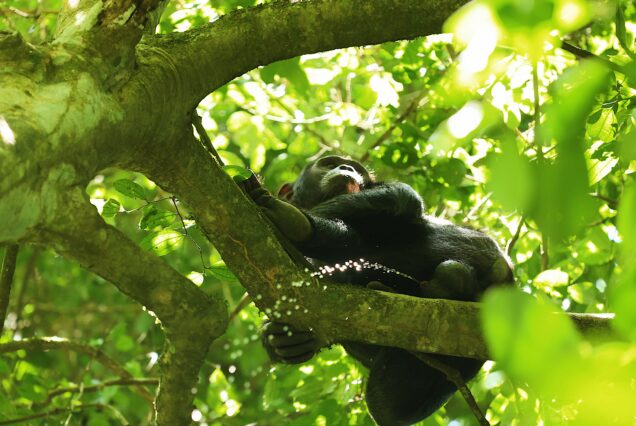 3 Days Murchison Falls National Park Safari