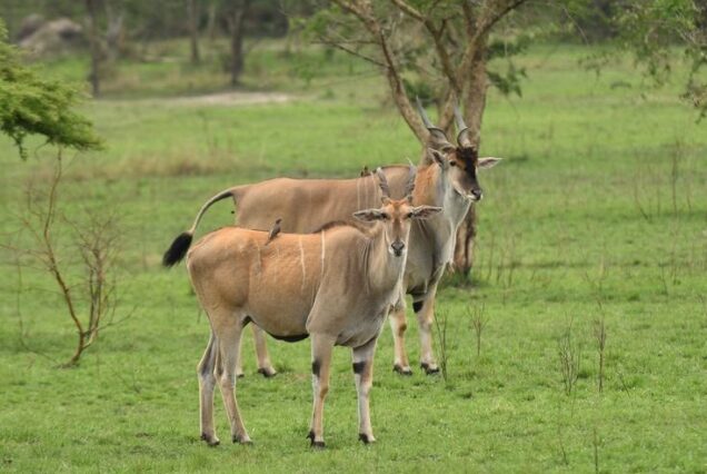 4 Days Lake Mburo Safari, Gorilla Trekking in Bwindi and Lake Bunyonyi Tour Uganda