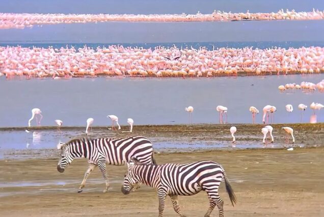 12-Day Tanzania & Kenya Safari (Tarangire, Ngorongoro, Serengeti, Maasai Mara, Lake Nakuru, Naivasha, Amboseli and Arusha)