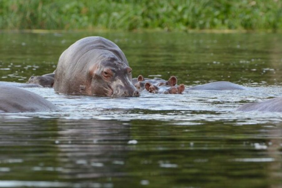 3 Days Murchison Falls National Park Safari