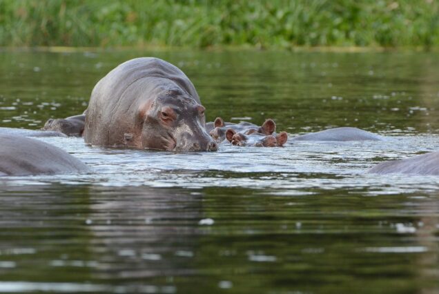 3 Days Murchison Falls National Park Safari