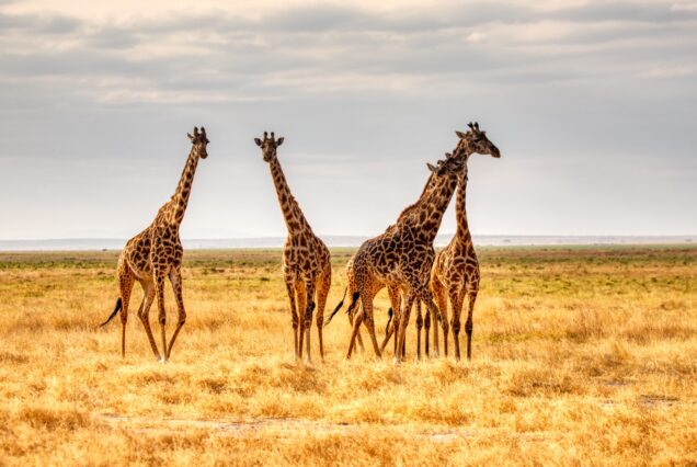 9 Days Kenya & Tanzania Safari and Beach Holiday