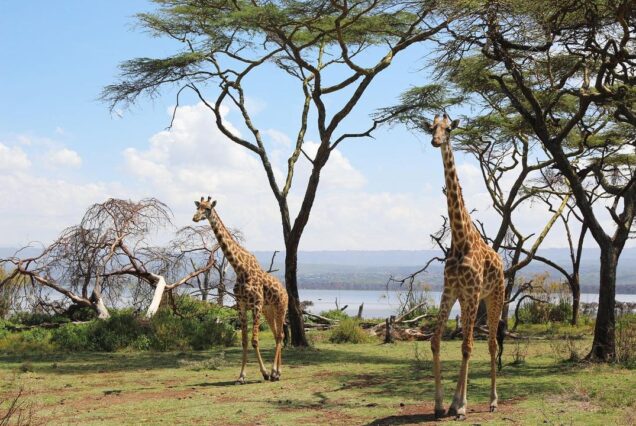 8 Days Amboseli, Nakuru, Maasai Mara, Naivasha and Samburu Safari