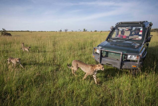 8 Days Amboseli, Nakuru, Maasai Mara, Naivasha and Samburu Safari