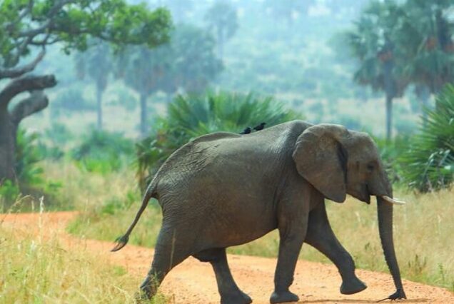 7 Days Uganda Adventure Safari