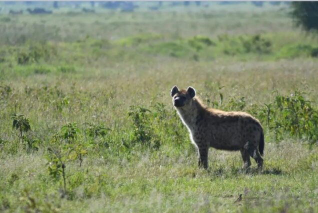 Overnight Safari to Ol Pejeta Conservancy (2 Days / 1 Night)