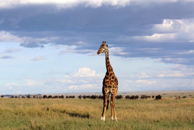 9 Days Masai Mara, Lake Nakuru, Amboseli, Ngorongoro and Serengeti Safari