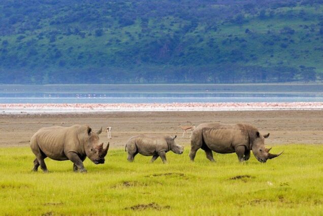 9 Days Kenya & Tanzania Safari and Beach Holiday