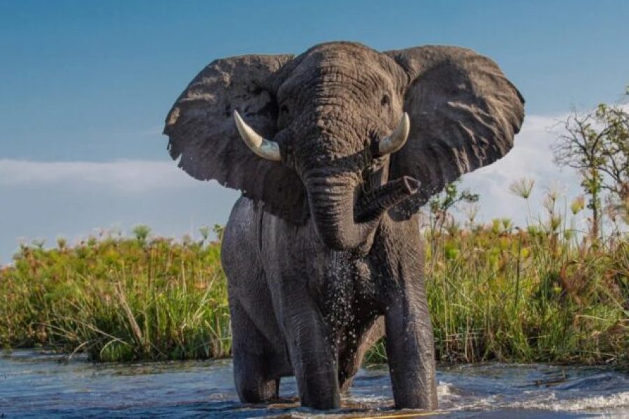 4 Days Chobe National Park & Okavango Delta Botswana Safari