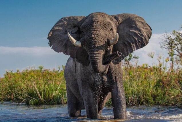 4 Days Chobe National Park & Okavango Delta Botswana Safari