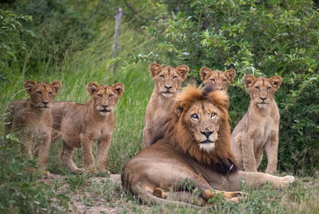 8 Days South Africa Signature Tour & Adventure Package