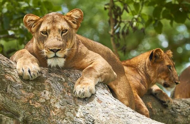 3 Days Queen Elizabeth National Park Safari Uganda