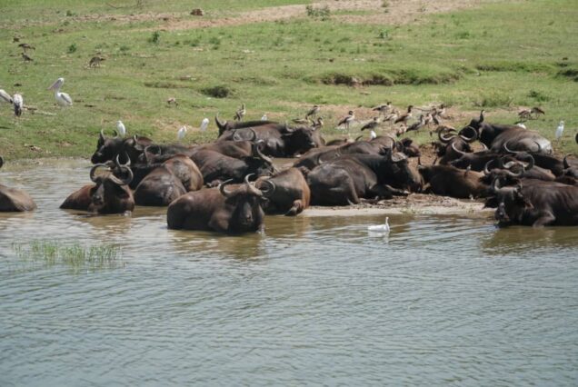 3 Days Queen Elizabeth National Park Safari Uganda