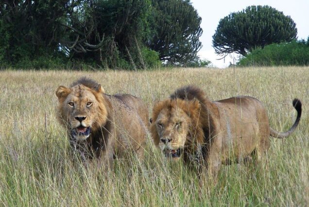 3 Days Queen Elizabeth National Park Safari Uganda