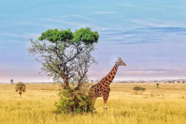 7 Days Uganda Adventure Safari