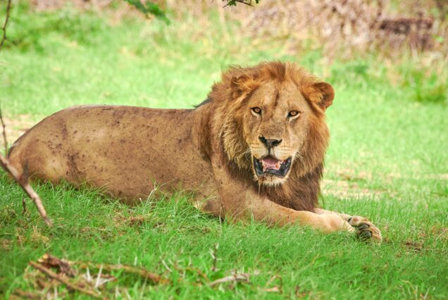 8 Days Arusha, Tarangire, Ngorongoro, Serengeti and Lake Manyara Safari