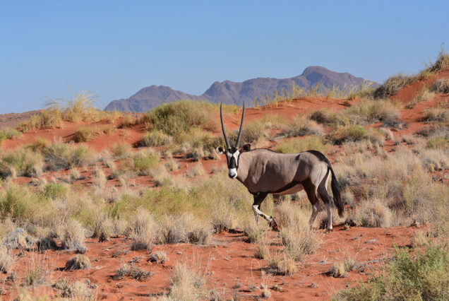 12 Days Windhoek, Sossusvlei, Swakopmund, Damaraland and Etosha Namibia Safari