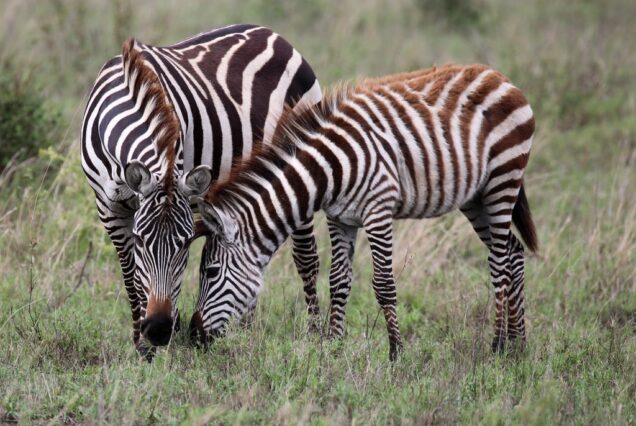 9 Days Masai Mara, Lake Nakuru, Amboseli, Ngorongoro and Serengeti Safari