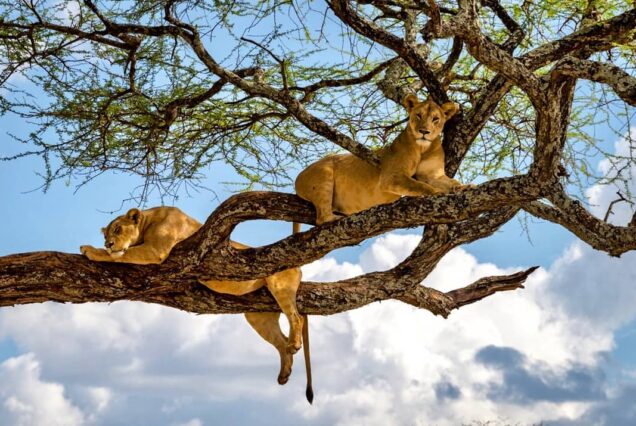 8 Days Arusha, Tarangire, Ngorongoro, Serengeti and Lake Manyara Safari