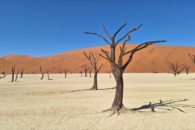 12 Days Windhoek, Sossusvlei, Swakopmund, Damaraland and Etosha Namibia Safari