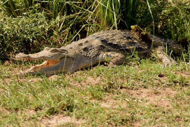 3 Days Murchison Falls National Park Safari