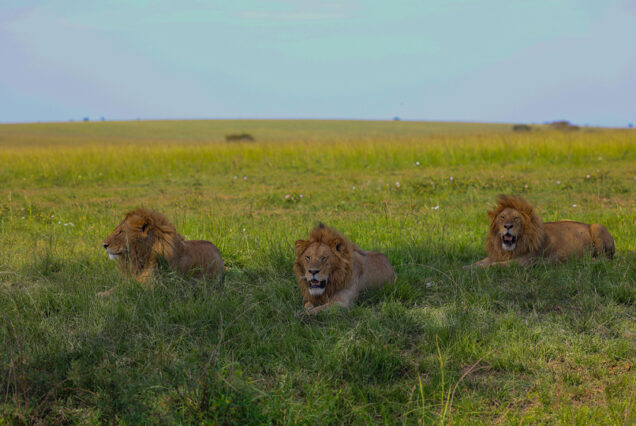 9 Days Masai Mara, Lake Nakuru, Amboseli, Ngorongoro and Serengeti Safari