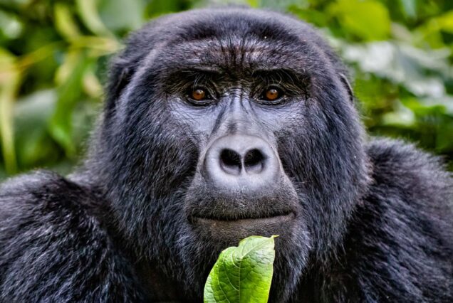 3 Days Gorilla Trekking Experience in Uganda
