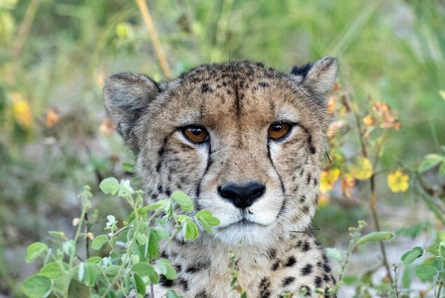 8 Days Ol Pejeta, Naivasha (Crescent Island), Maasai Mara, Lake Nakuru & Amboseli Safari