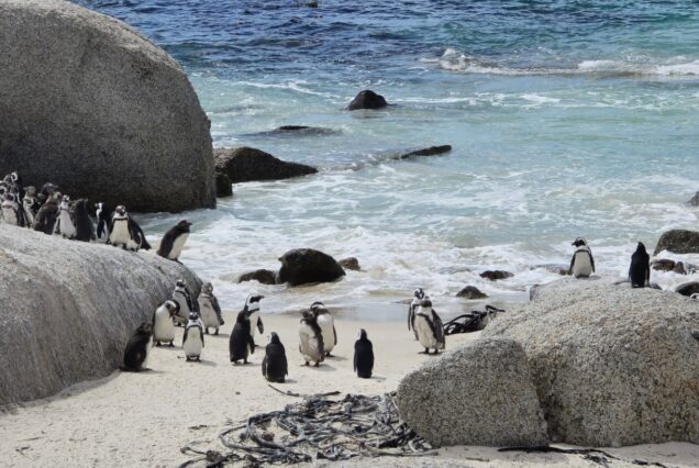 8 Days South Africa Signature Tour & Adventure Package