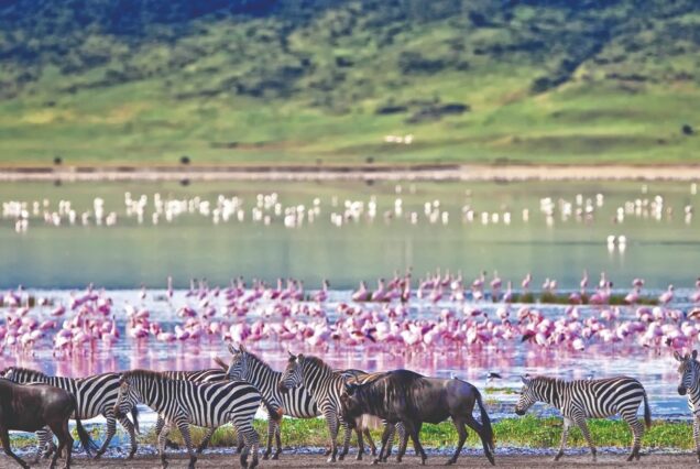 10 Days Maasai Mara, Lake Nakuru & Amboseli Safari and Diani Beach Holiday