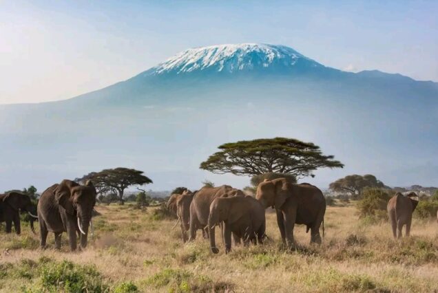 10 Days Maasai Mara, Lake Nakuru, Amboseli, Ngorongoro, Serengeti and Arusha Tour