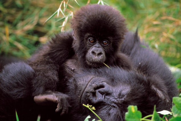 3 Days Gorilla Trekking Experience in Uganda