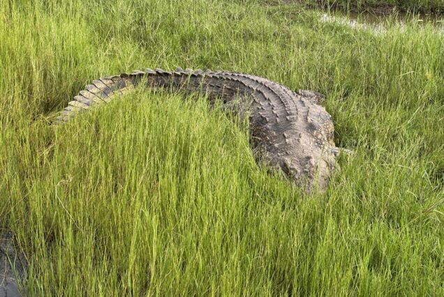 4 Days Chobe National Park & Okavango Delta Botswana Safari