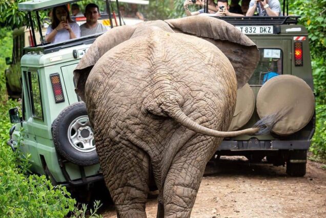 10 Days Maasai Mara, Lake Nakuru, Amboseli, Ngorongoro, Serengeti and Arusha Tour