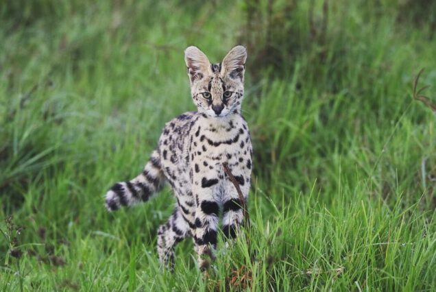 9 Days Masai Mara, Lake Nakuru, Amboseli, Ngorongoro and Serengeti Safari