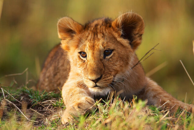 3 Days Maasai Mara Private Safari