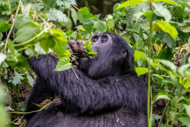 3 Days Gorilla Trekking Experience in Uganda