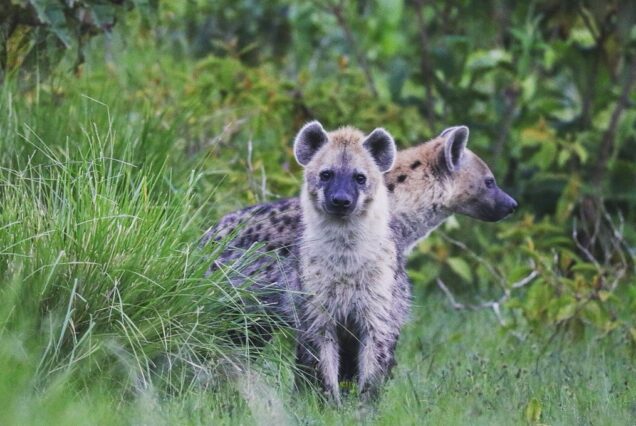 9 Days Masai Mara, Lake Nakuru, Amboseli, Ngorongoro and Serengeti Safari