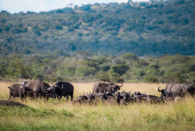 5 Days Tarangire, Serengeti, Ngorongoro and Lake Manyara Group Joining Safari