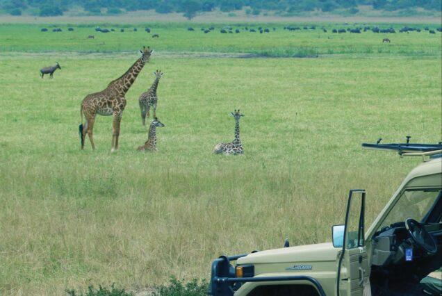 12-Day Tanzania & Kenya Safari (Tarangire, Ngorongoro, Serengeti, Maasai Mara, Lake Nakuru, Naivasha, Amboseli and Arusha)