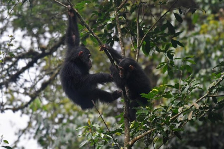 3 Days Nyungwe National Park Chimpanzee Trek & Canopy walk Tour Rwanda