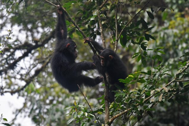 3 Days Nyungwe National Park Chimpanzee Trek & Canopy walk Tour Rwanda