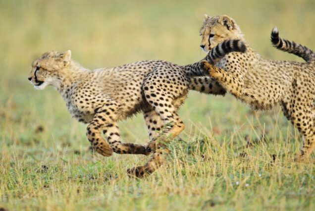 5-Day Maasai Mara & Lake Naivasha Private Safari – A Journey to the Heart of Nature