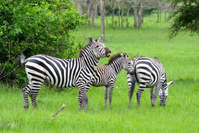 9 Days Best of Uganda Safari