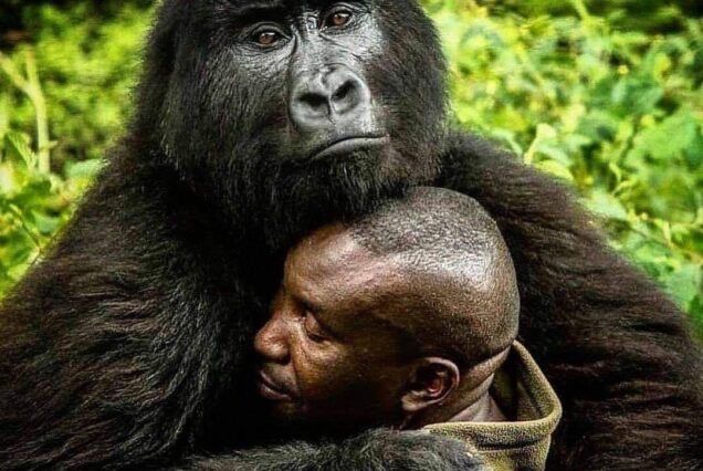 4 Days Kibale Chimpanzee Tracking & Bwindi Gorilla Trek Uganda Safari