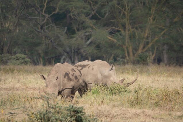 8 Days Ol Pejeta, Naivasha (Crescent Island), Maasai Mara, Lake Nakuru & Amboseli Safari