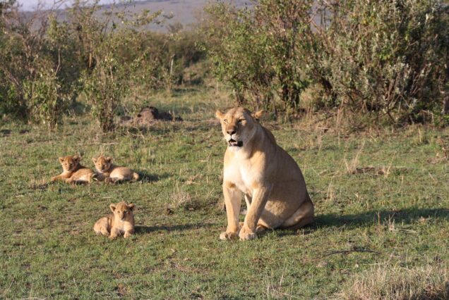 Overnight Safari to Ol Pejeta Conservancy (2 Days / 1 Night)